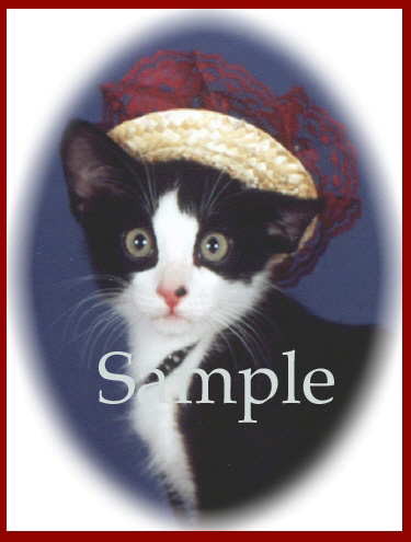 CATN11.jpg